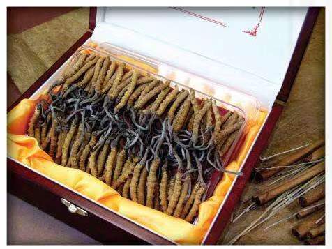 南澳冬虫夏草回收